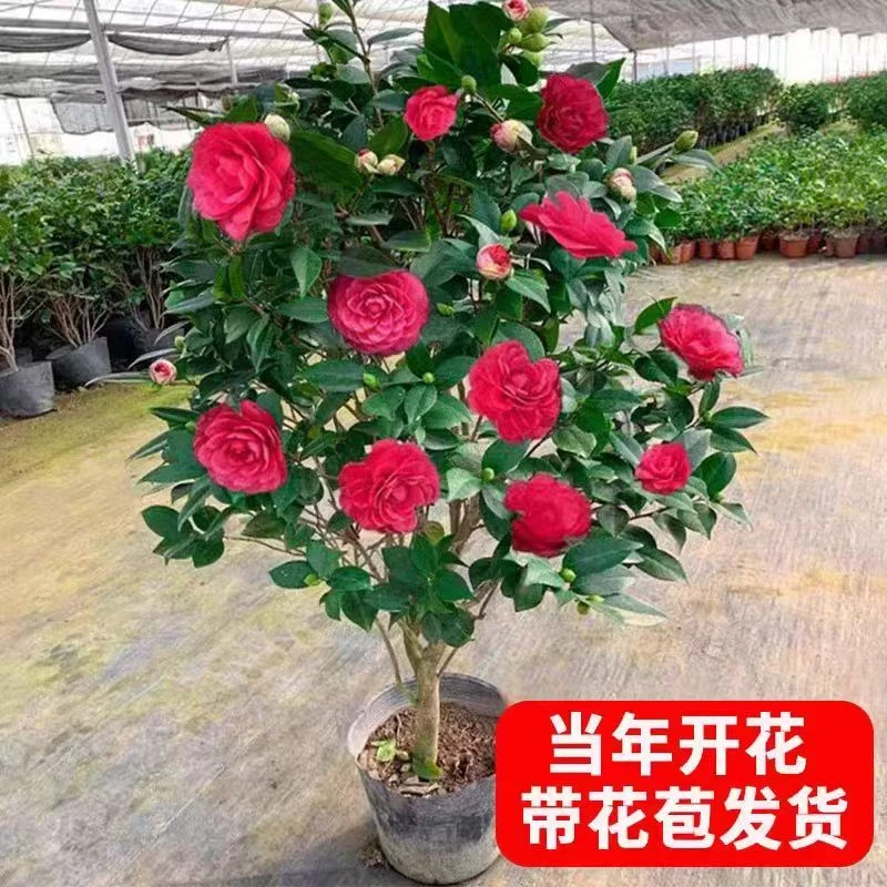 【70-80厘米高】克瑞墨红色赤丹茶花带花苞盆栽地栽好养