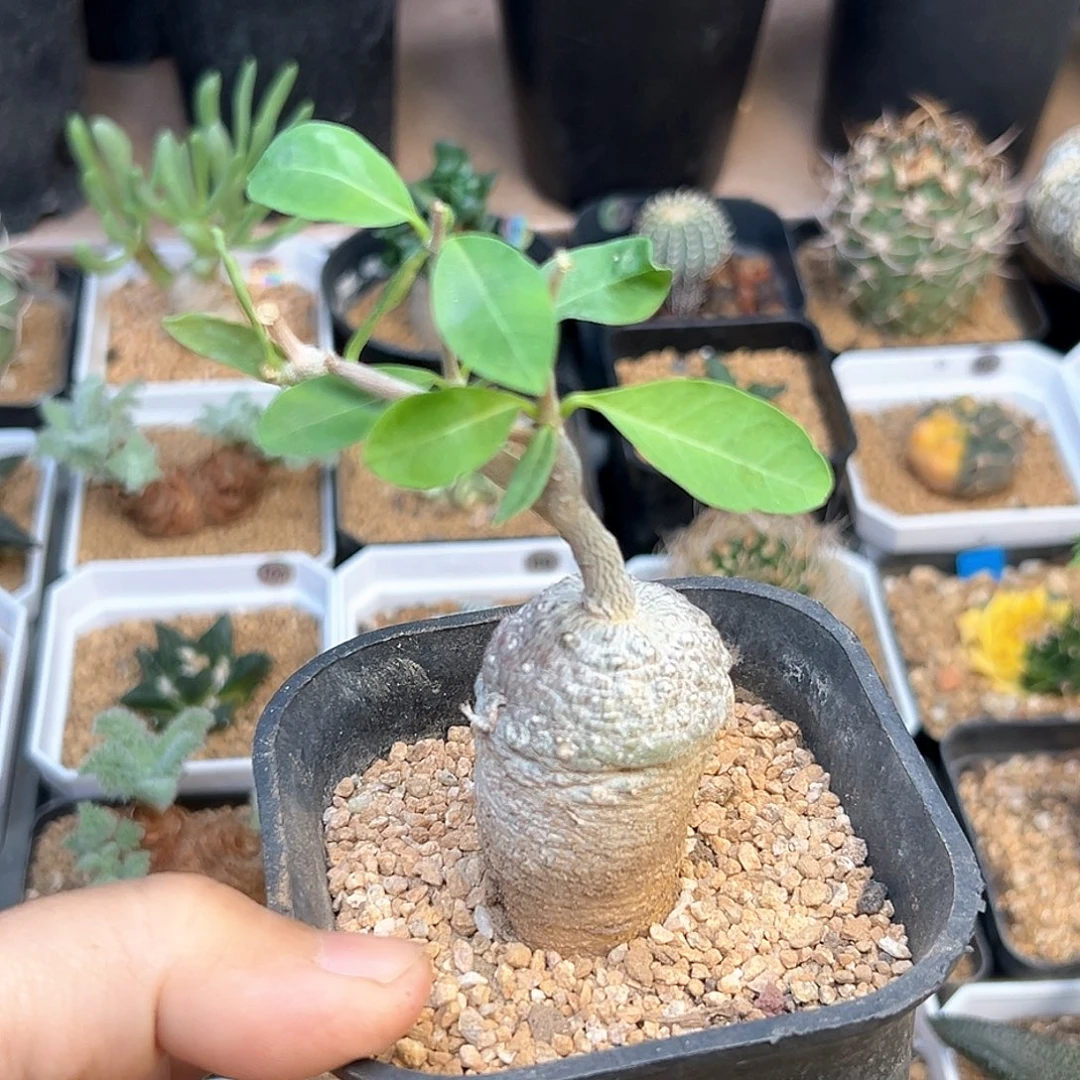 火星人带盆发货一颗