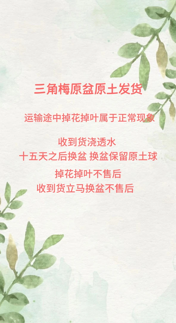 【三角梅】一物一拍，运输途中掉花掉叶属于正常现象介意勿拍
