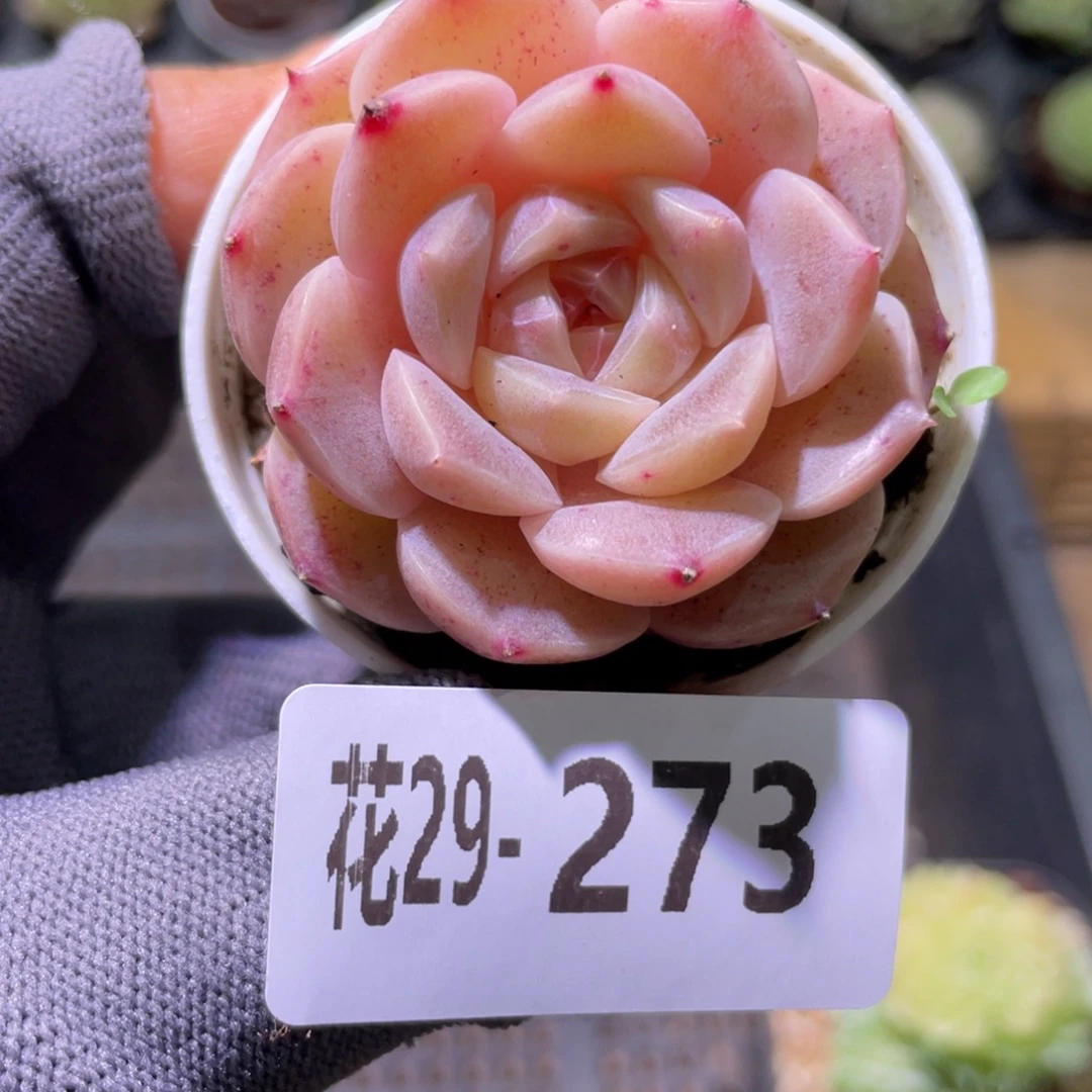 花利美29-273糖心新品