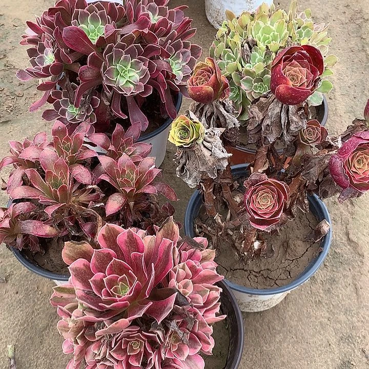 无花朵012五颗多肉植物组合