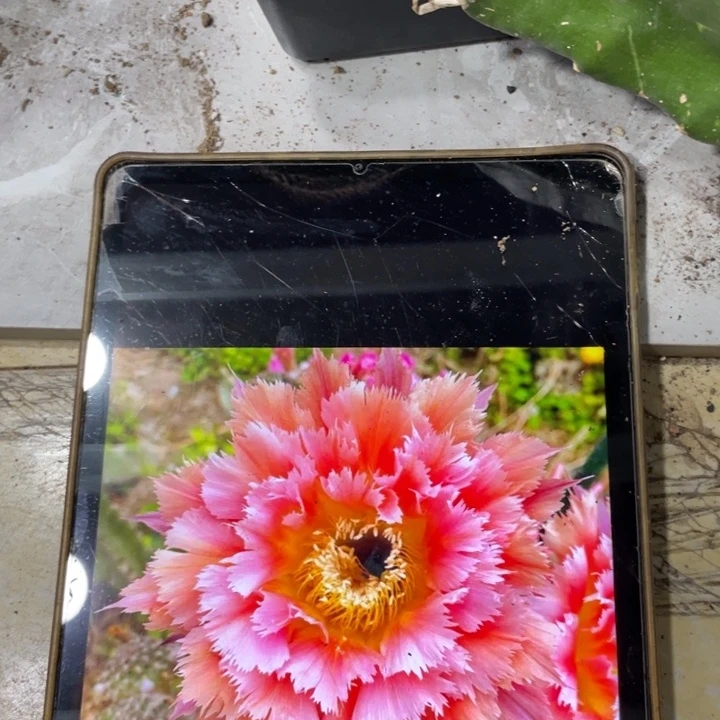 新品彩草凤羽1号母本一个