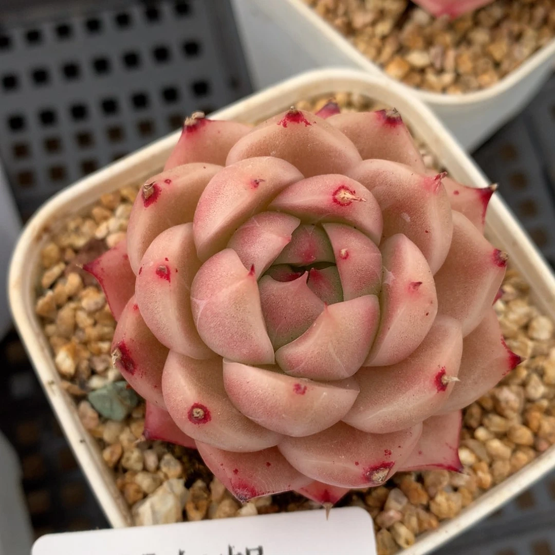 0127-37 麦杆优选