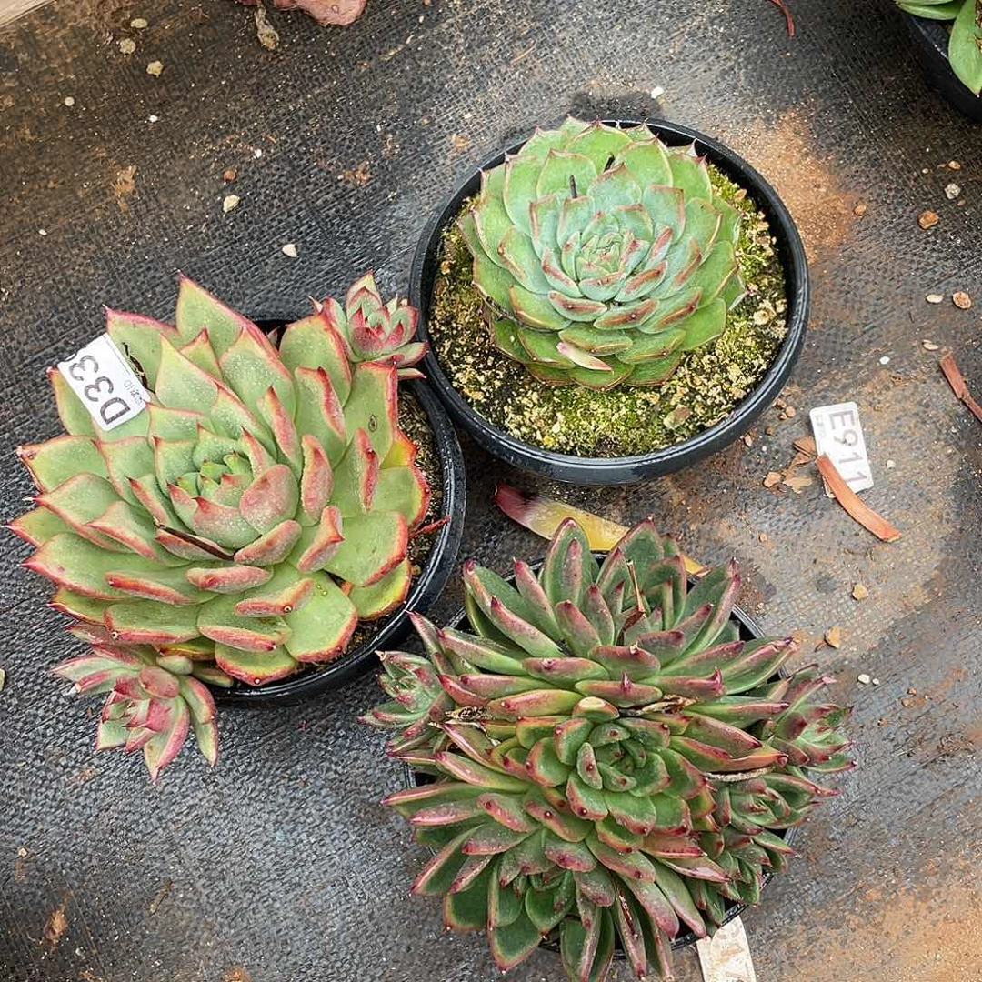 若如东云组拍D339