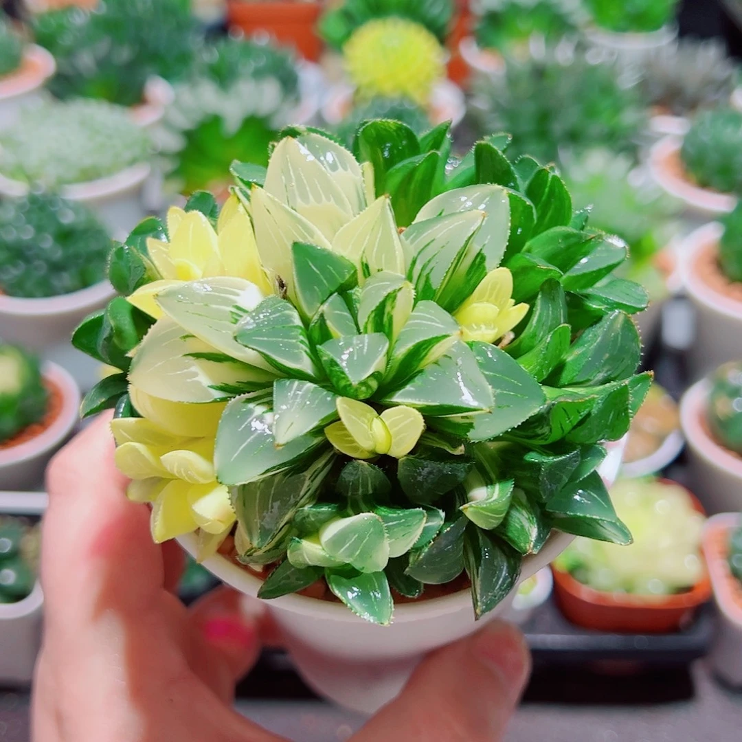 大群身姬寿锦多肉多肉