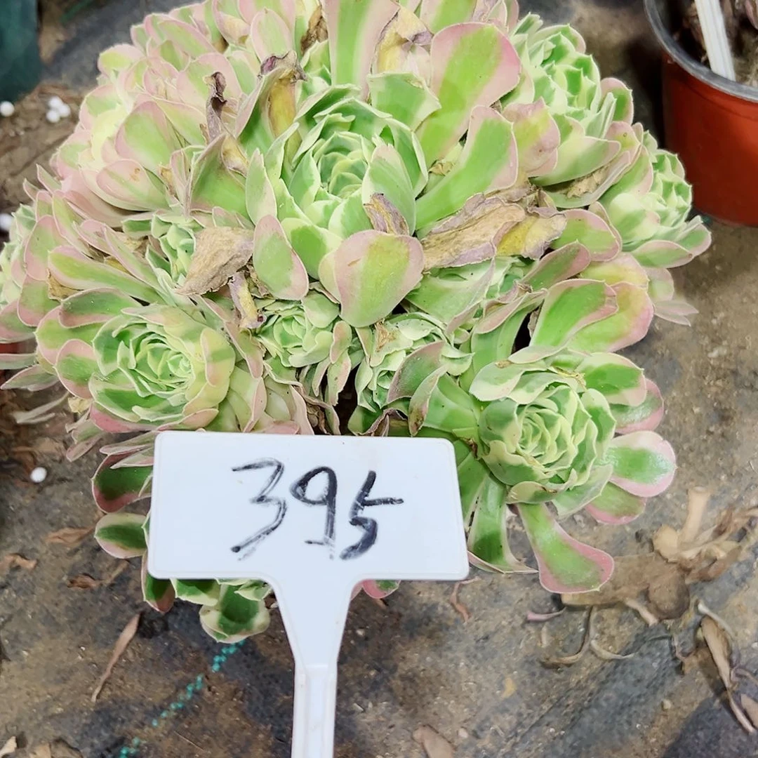 多肉植物白风法师