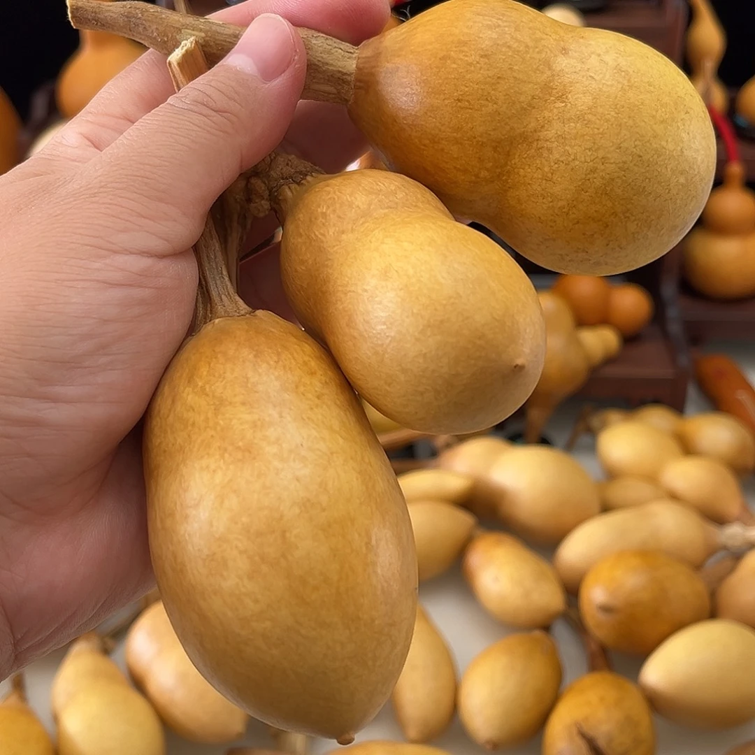 风****藤葫芦葫芦葫芦葫芦