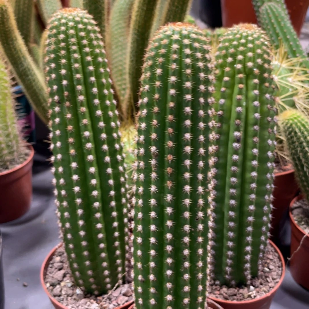 自根紫罗兰金妞新品高