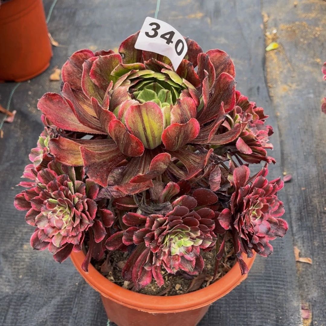 快***敌多肉植物水墨画七彩340