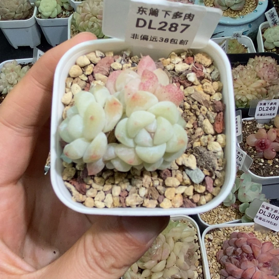 287东篱下多肉植物盆栽