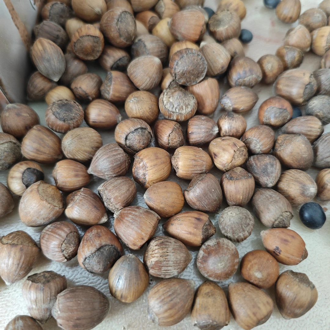 大兴安岭山上采的野生毛榛子野生山榛子熟榛子