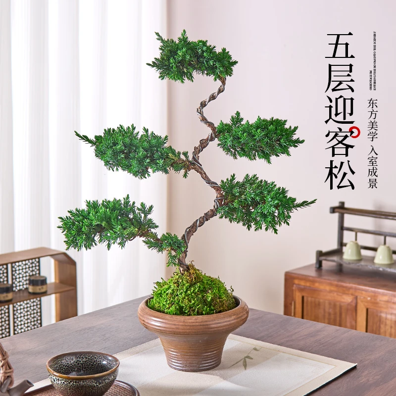 真柏迎客松真树盆景五层塔松客厅盆栽花卉送礼开业室内外四季好养