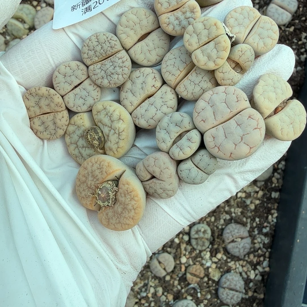 不用我送过去咯的咯432这个