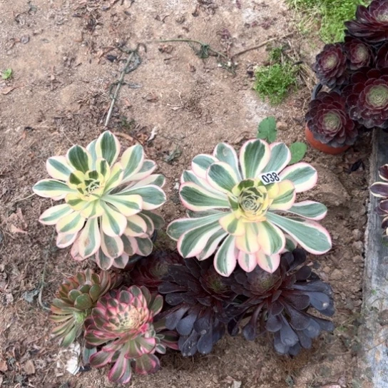 无花朵多肉植物小苗038号不包断枝发顺丰到付