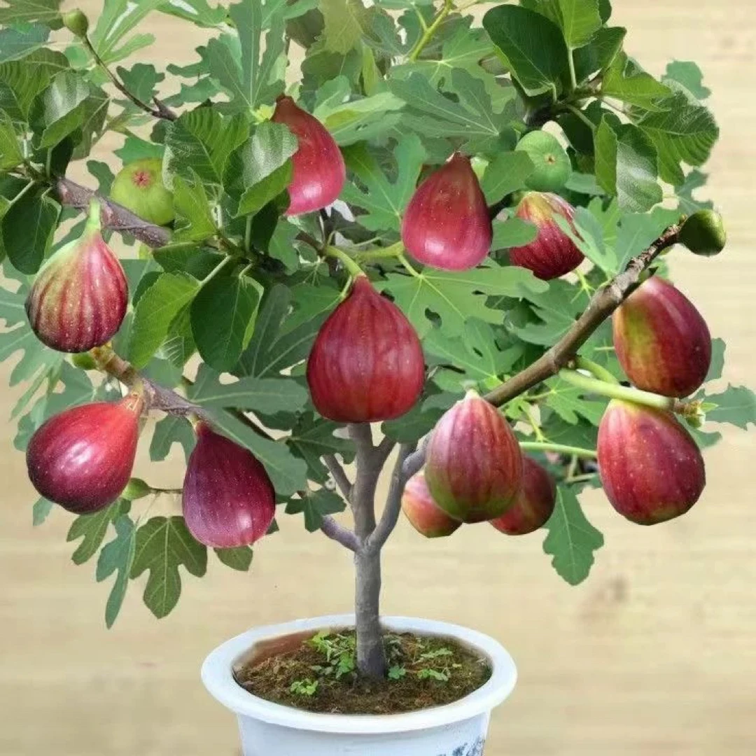 新品种无花果树苗
