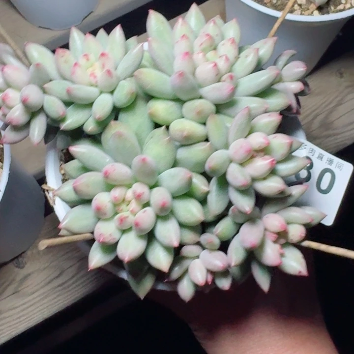 岩字         精控精养多肉植物