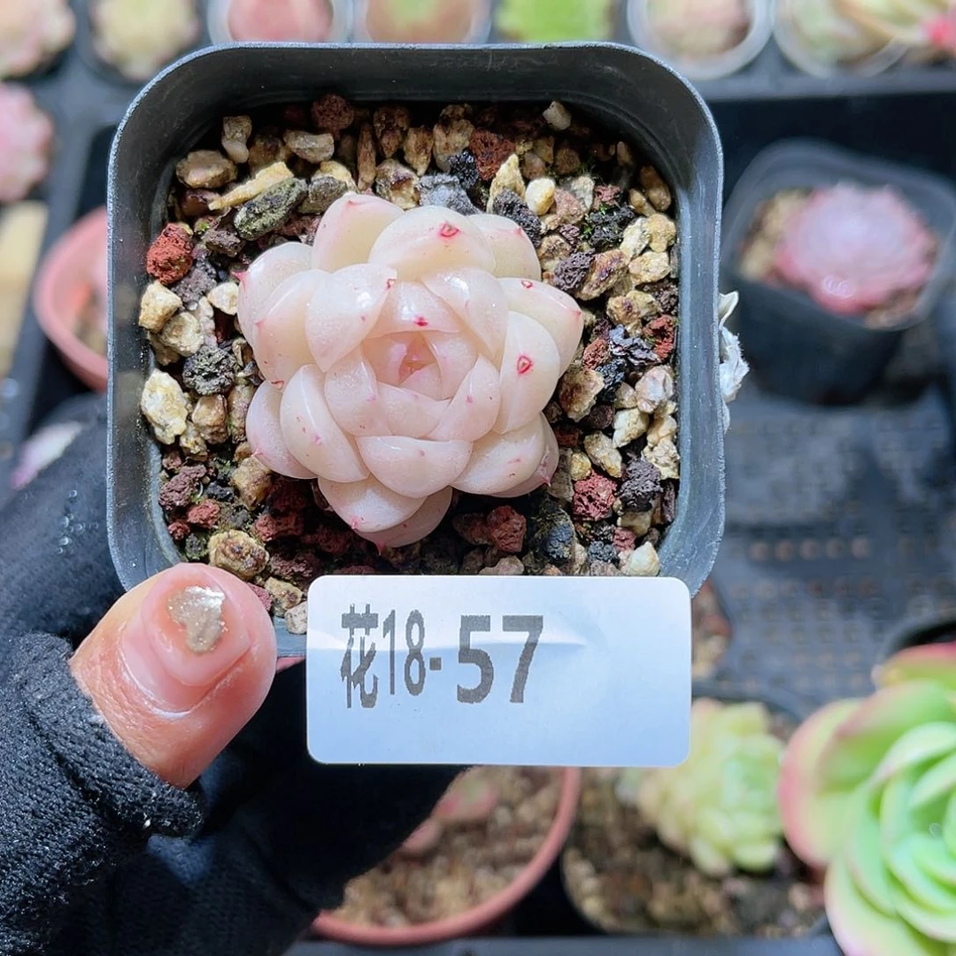 花18-57麦秆微瑕疵