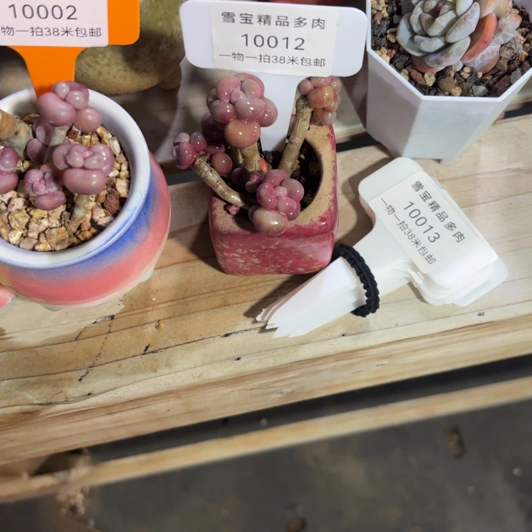 胭脂精品多肉10012
