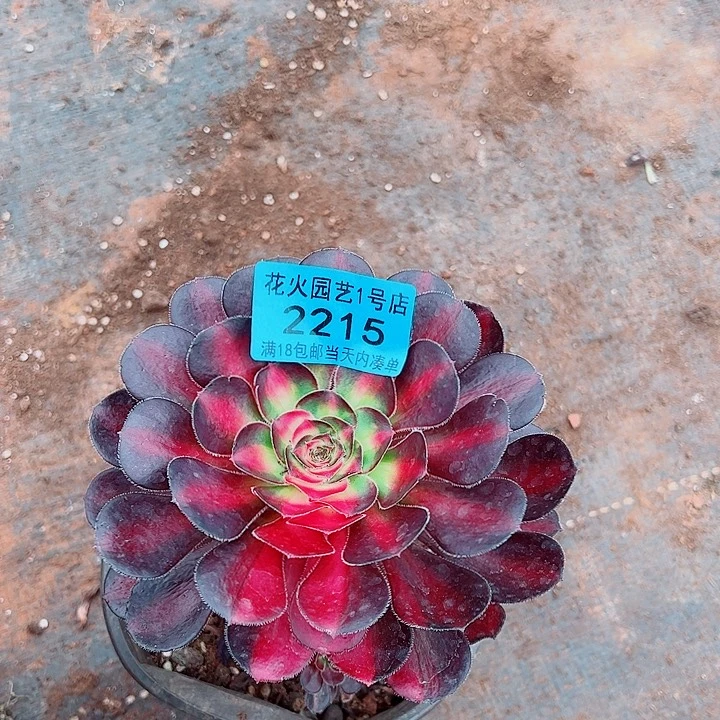 花蝴蝶2215多肉植物