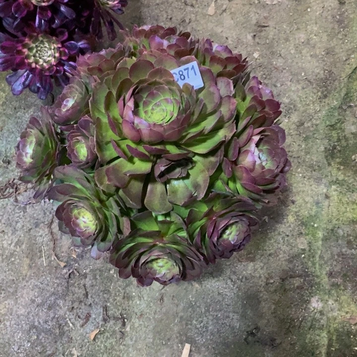 金****司万圣节多肉植物871