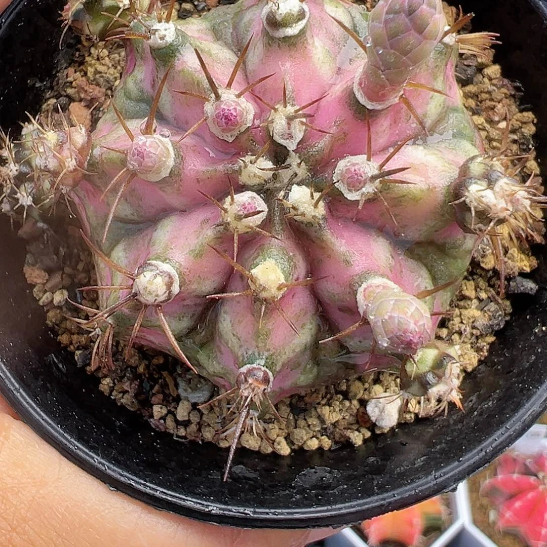 116-海神带盆土发货