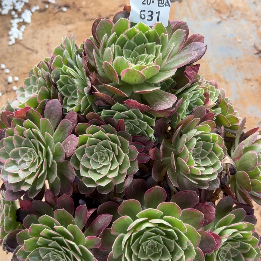 独****631莲花，满20包邮