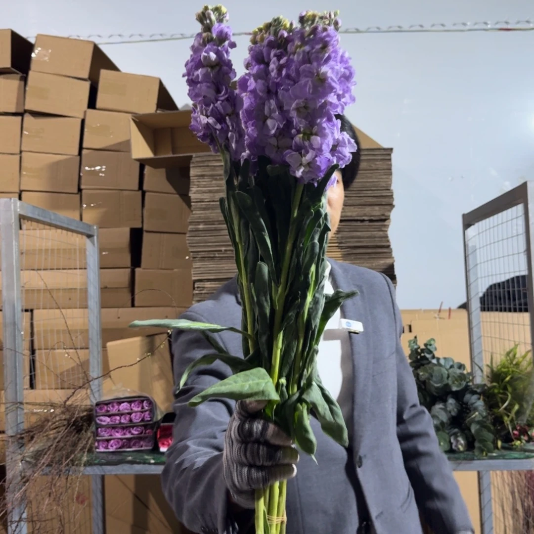 紫色紫罗兰2扎不售后