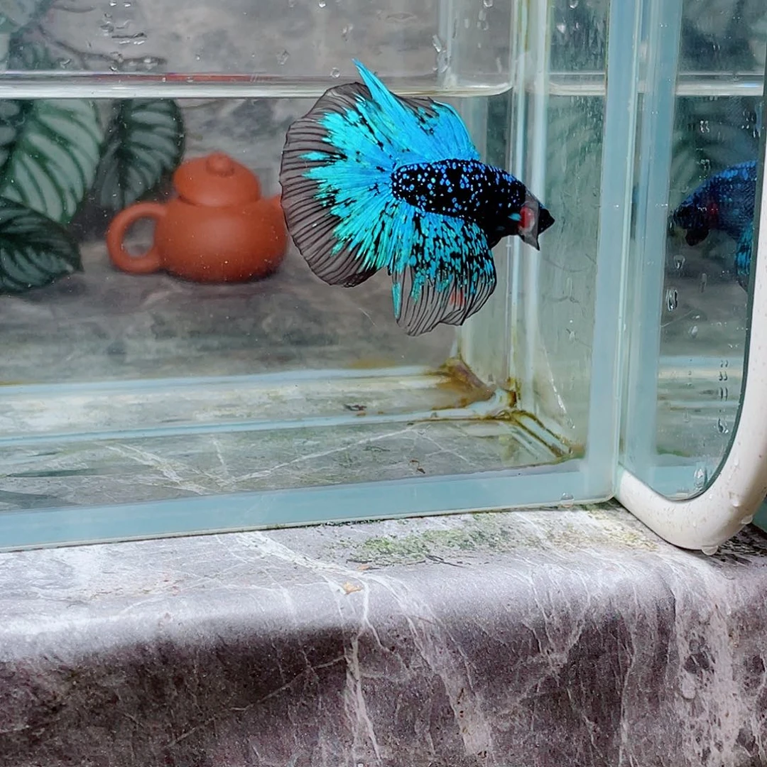 海水暗黑啊啊啊啊啊