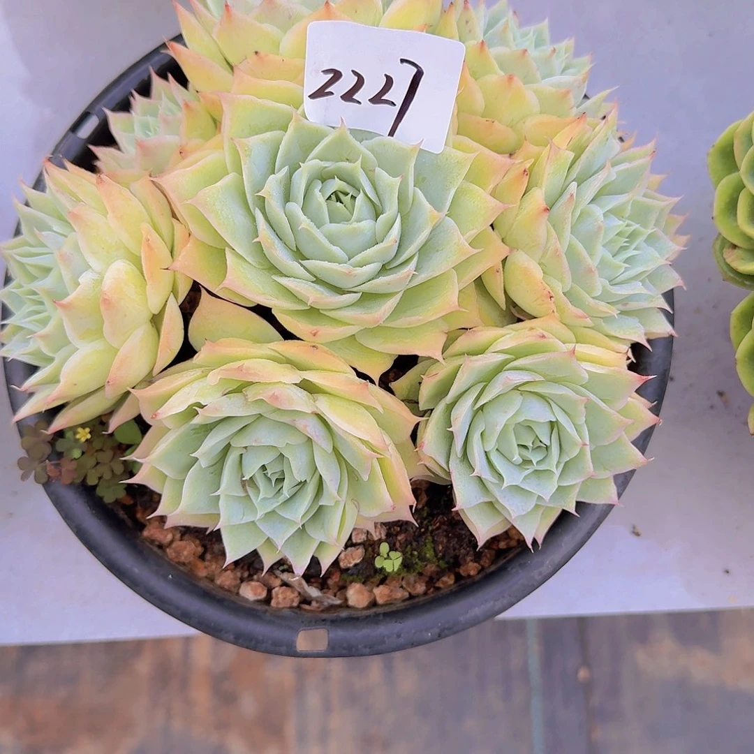 三***祥2227双莲多肉植物