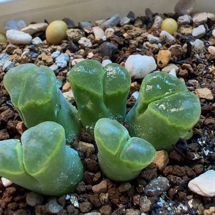 缘***逢63多肉植物百科植物