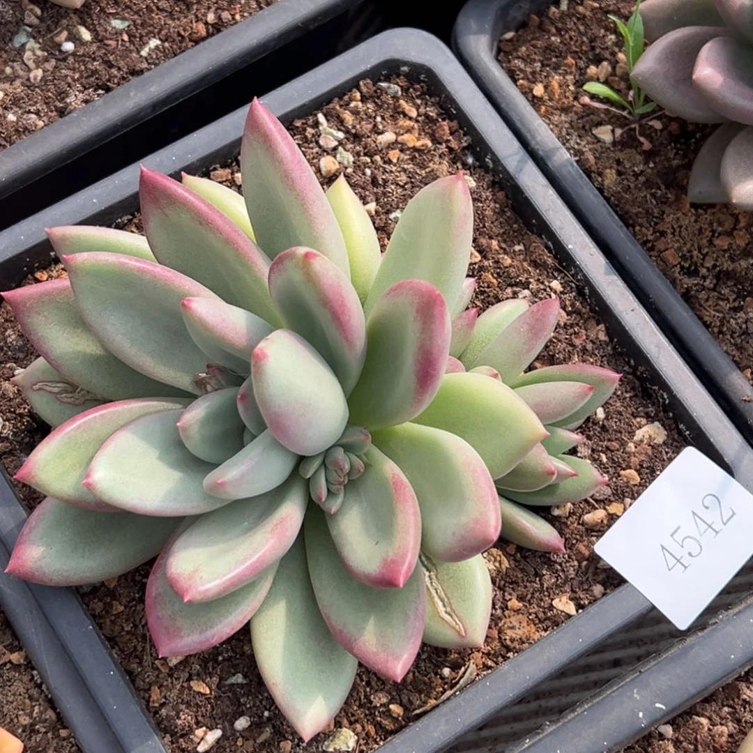 子*?4542多肉多多多多多