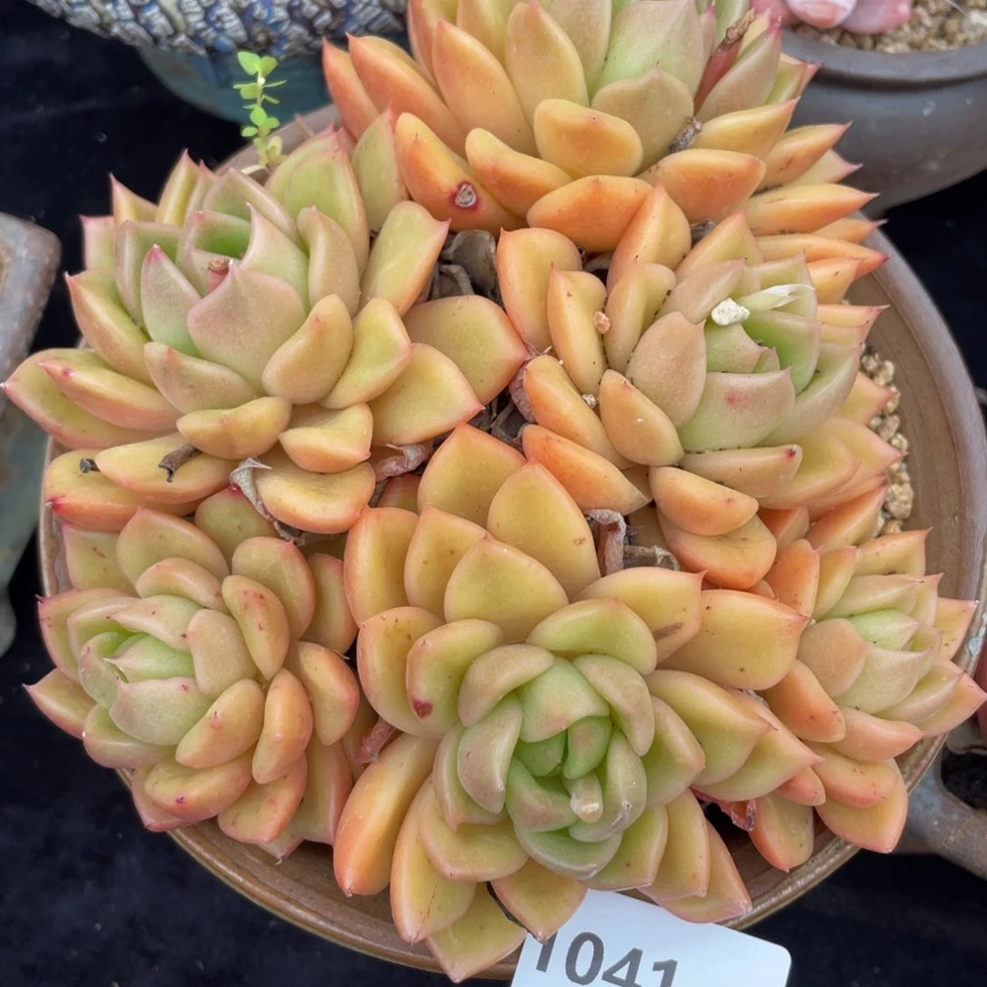 1045白玫瑰群生多肉植物