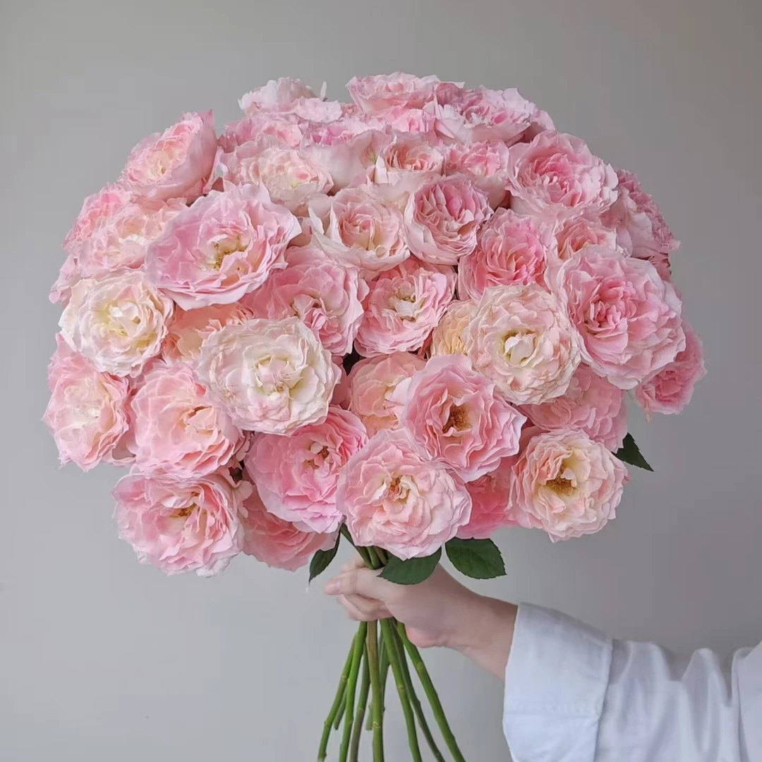 10枝特拉拉多头玫瑰【两单顺丰冷链或京东空运】云南鲜花基地直发