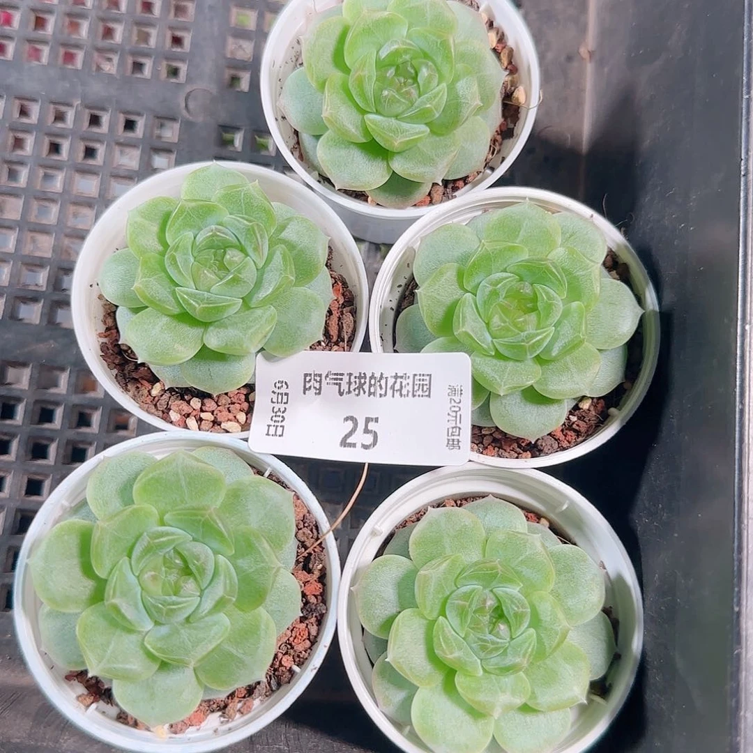 0630---25无尽灯任意发