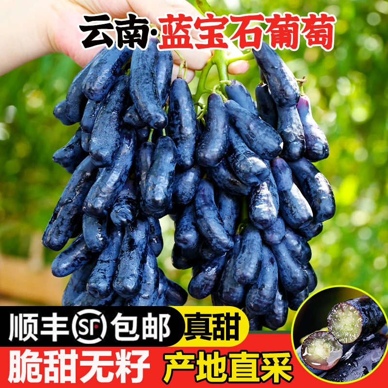 8-3日现货明日达【基地直采】LM云南蓝宝石葡萄新鲜当季水果美人金手指无籽黑提4斤云南省