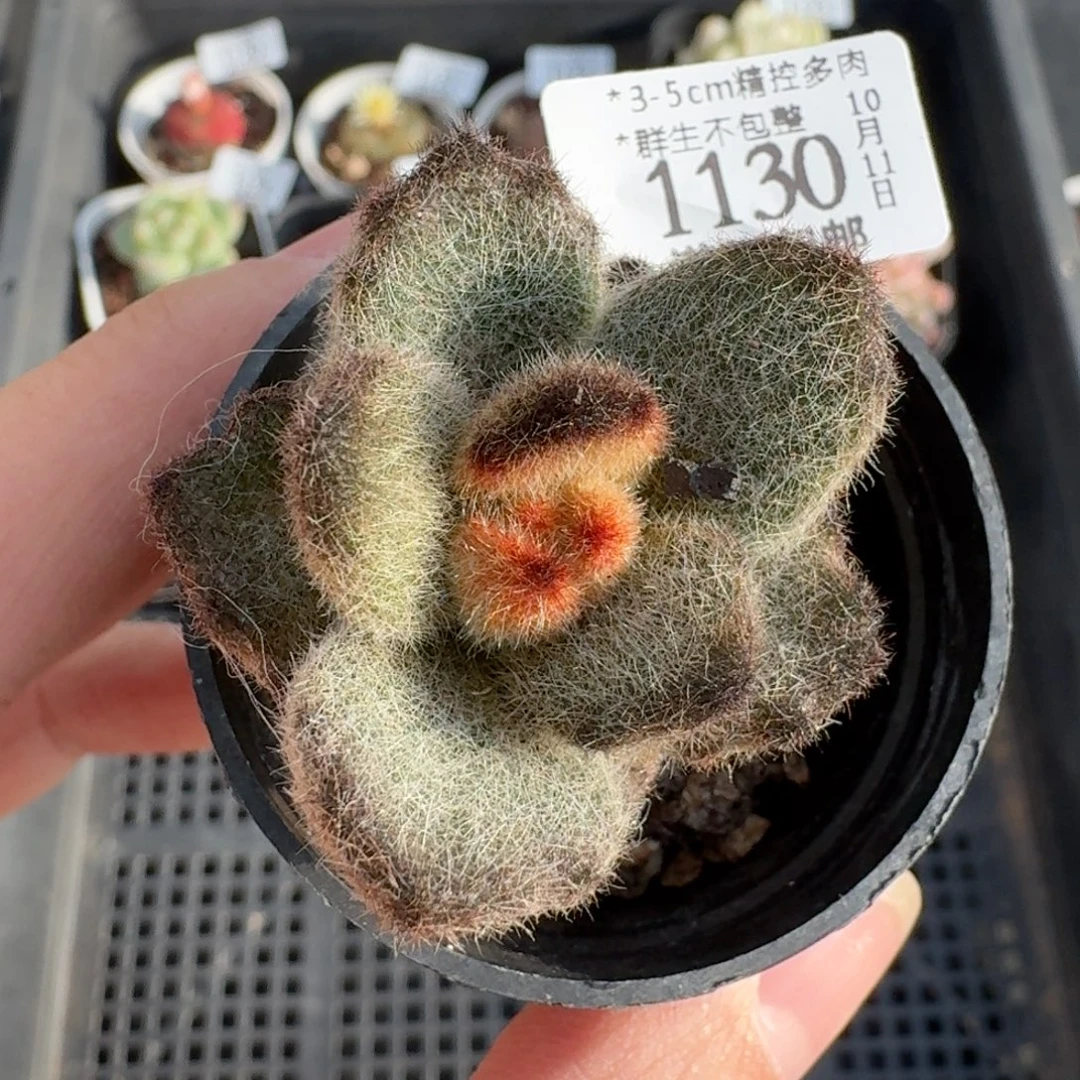 1130一物一拍泰迪熊