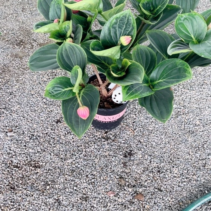 无花朵有花朵一物一拍