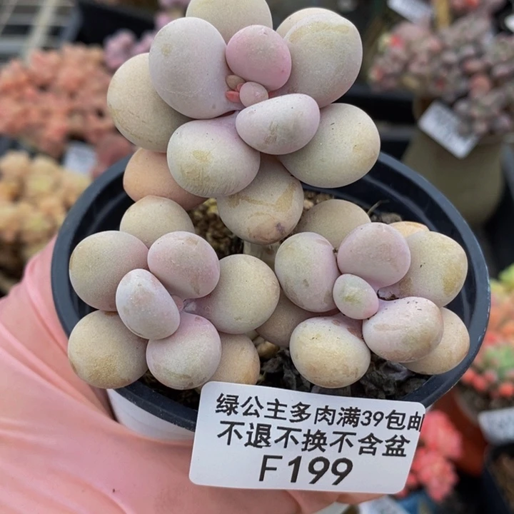 糖果桃蛋6cm199多肉植物