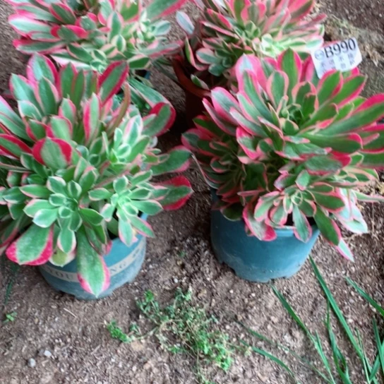 多肉植物妖月990