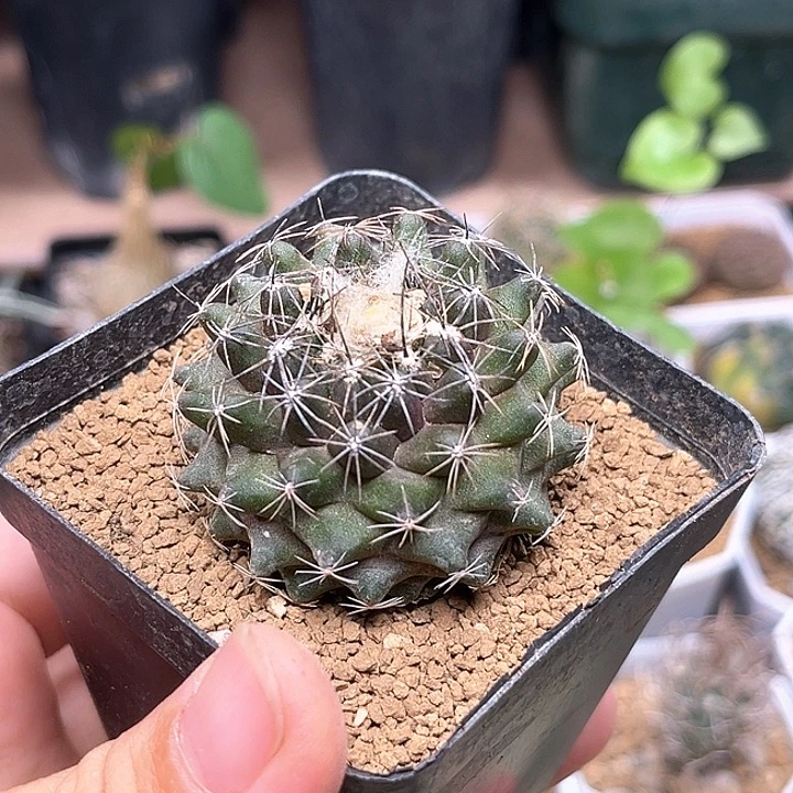 龙爪球一颗一颗一颗