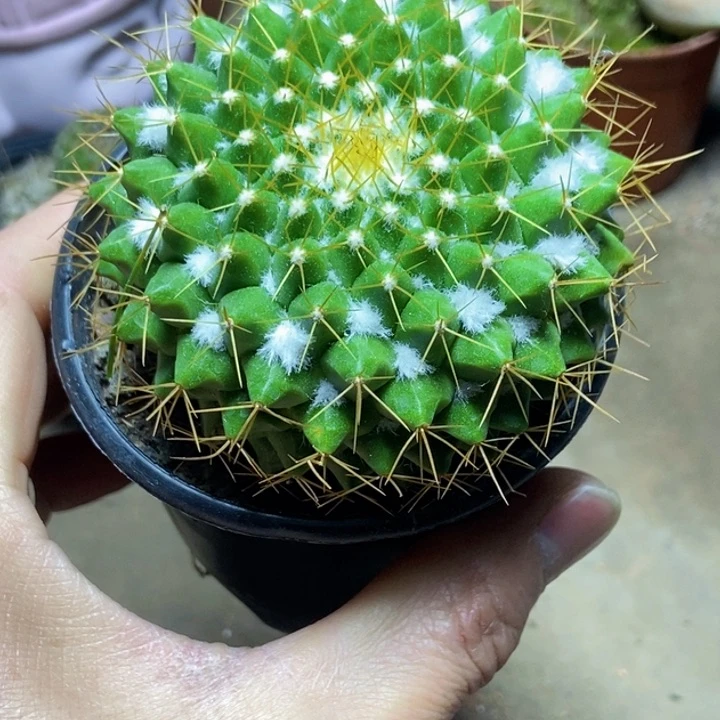 大号金阳丸仙人球