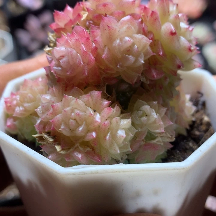 优选麦秆群一物一拍