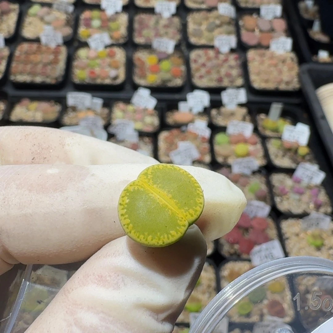 小***乖Zzzz精品生石花795