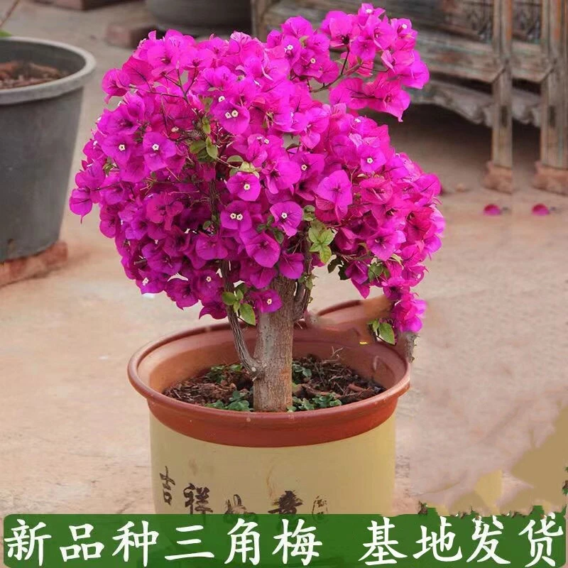 三角梅盆栽爬藤植物老桩苗四季开花易活阳台爬墙花卉树苗