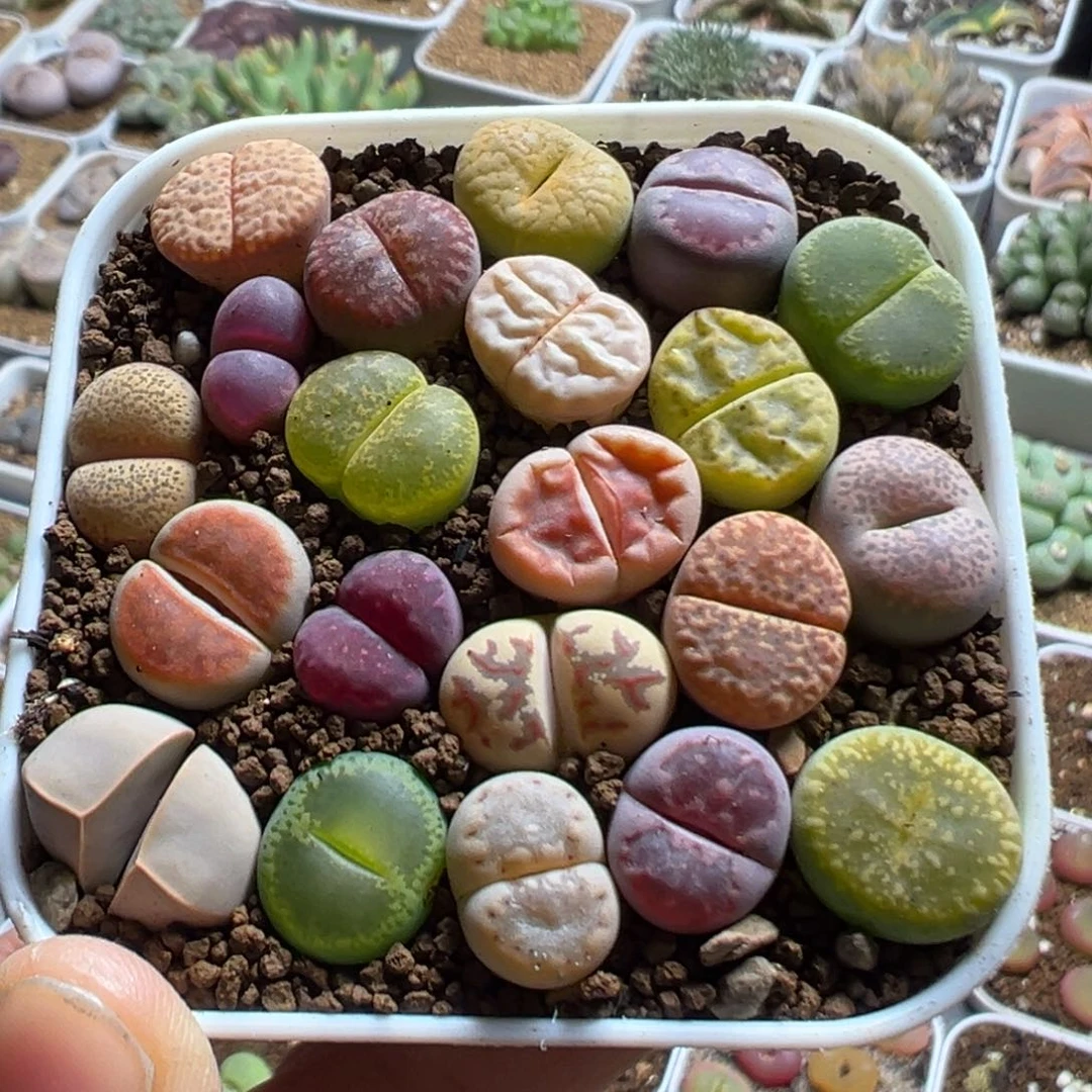 2306多肉植物百科植物