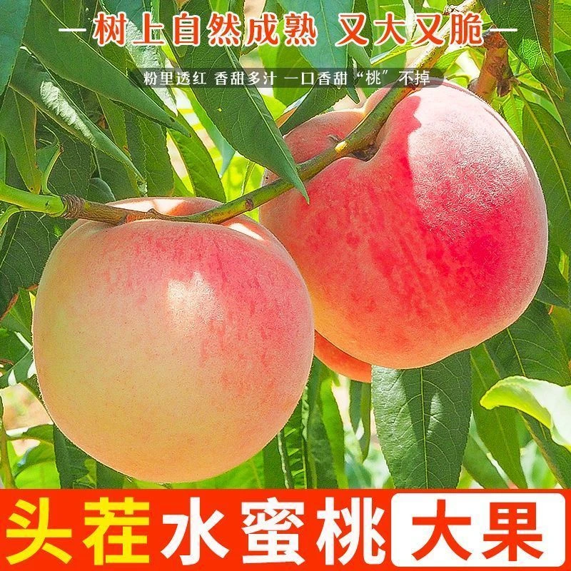 【御品一园】山西运城水蜜桃脆甜当季新鲜水果现摘毛桃子脆甜多汁