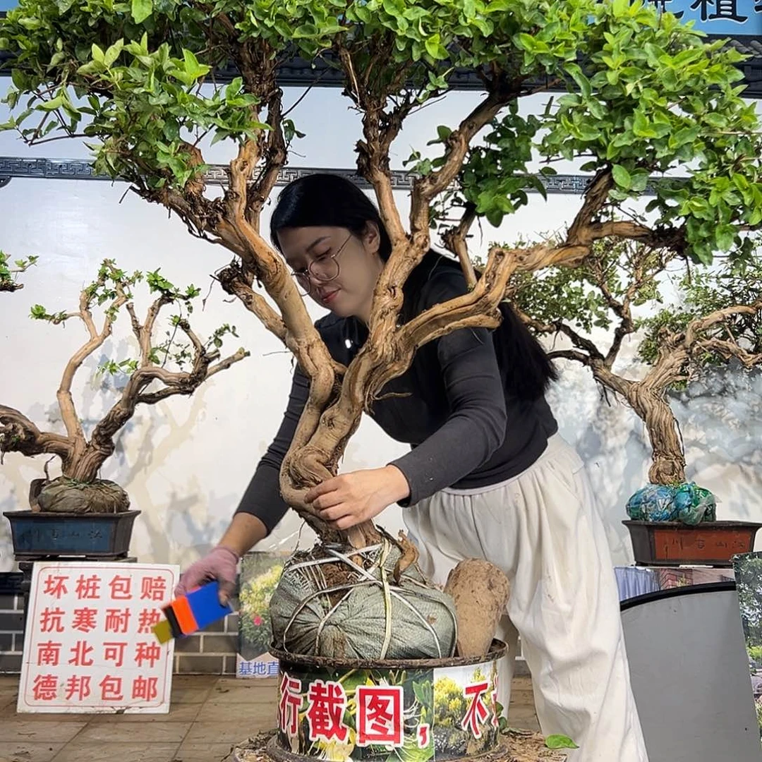 完全开放金银花88888