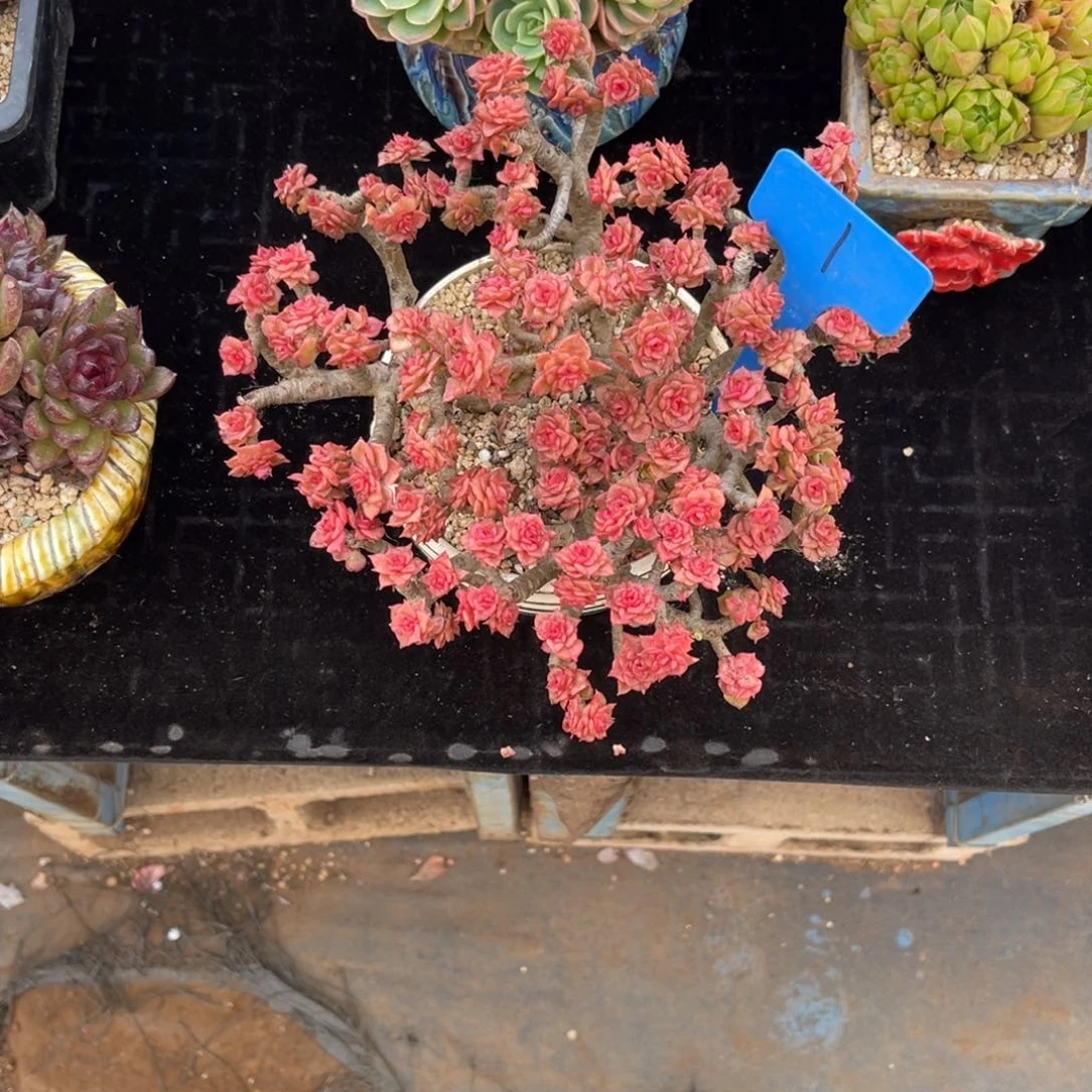 (****寻001辣牡丹多肉植物