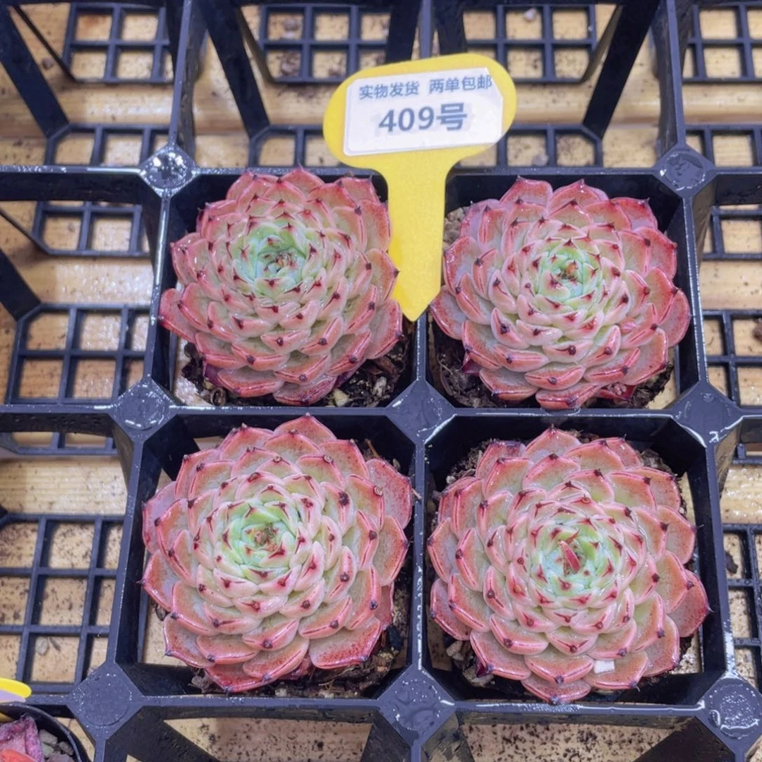 409号 睫毛精品新货一个