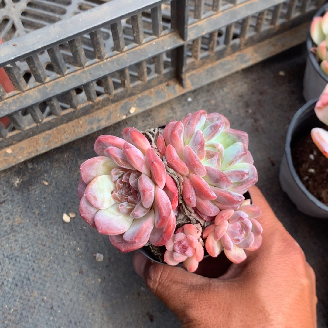 清楚你不需要别人去解释也